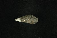 藏品(結節蜷)的圖片